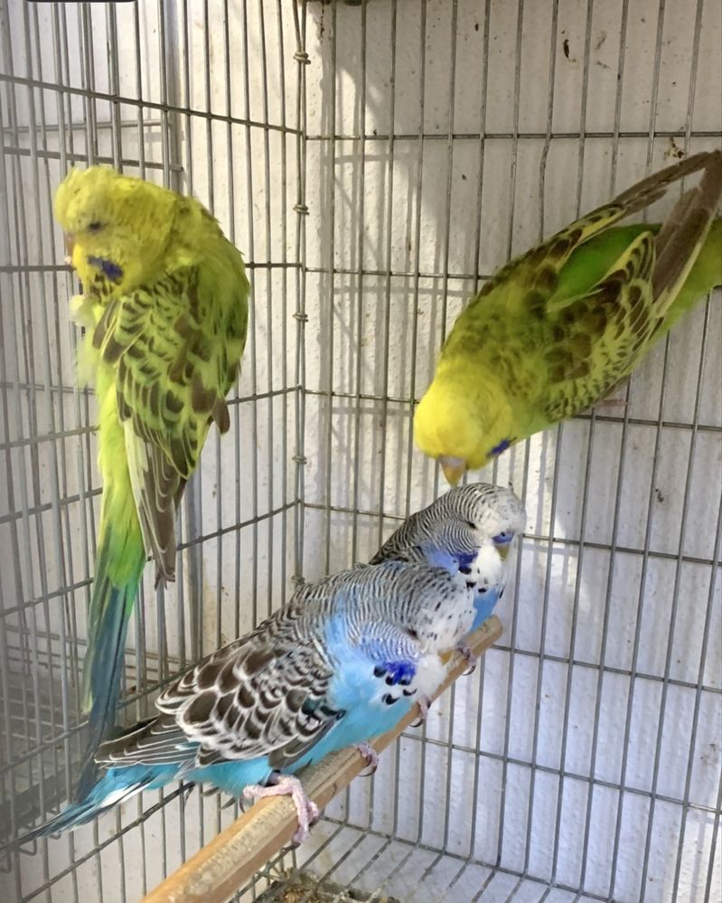 Caturras , piriquitos ingles , agapornis longfeathers , rolas brancas