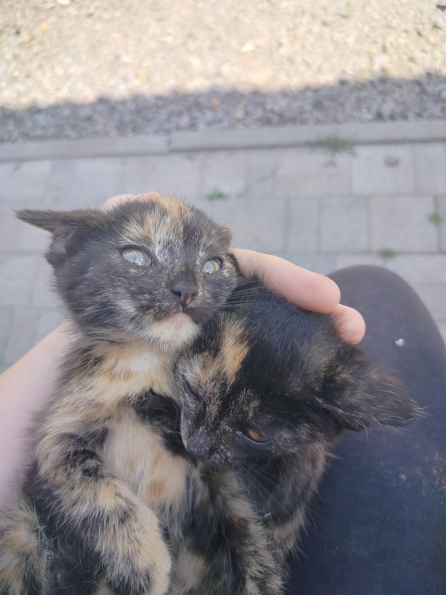 Oddam 2 malutkie śliczne  kociczki