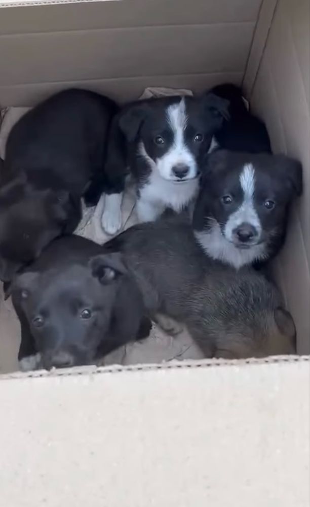 3х місячні дівчатка