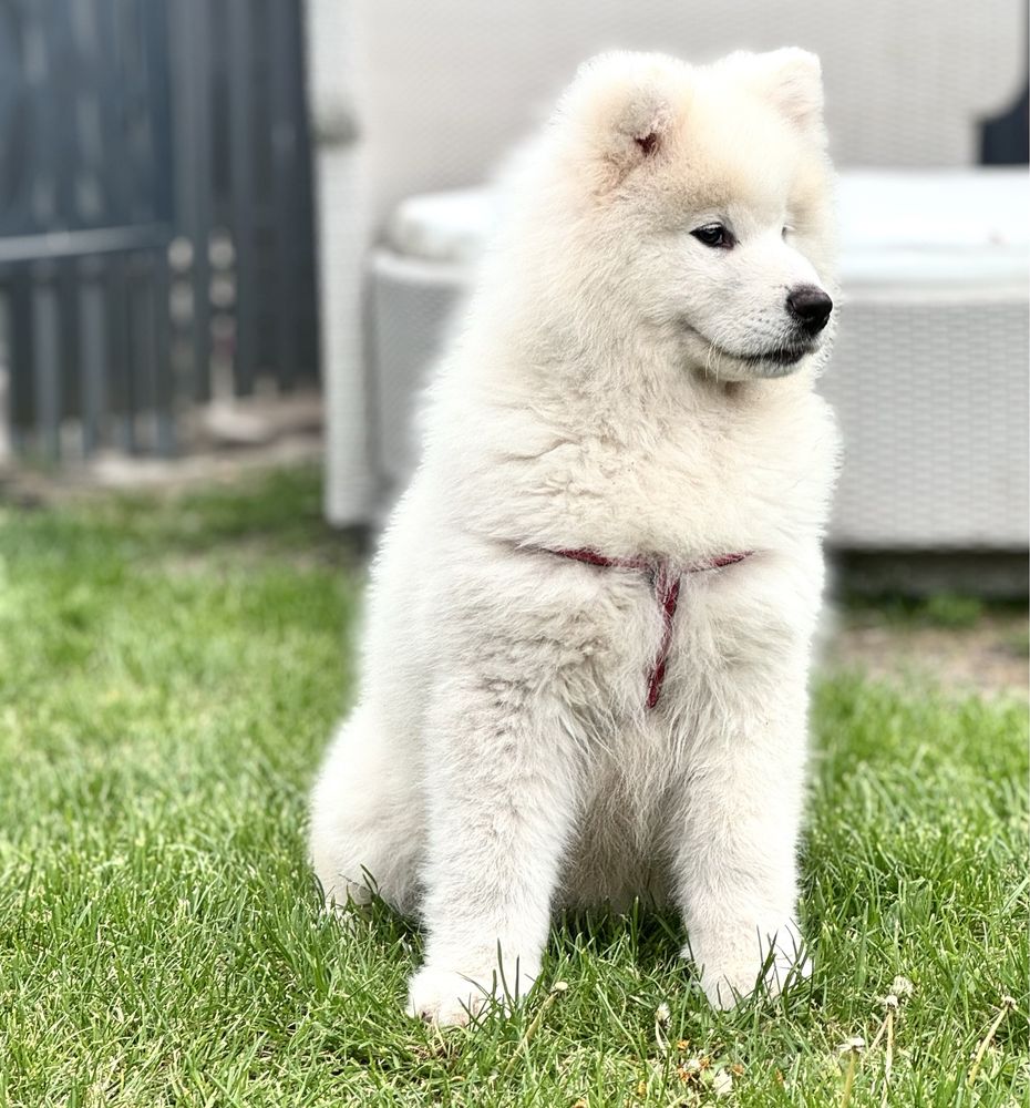 Samoyed Samojed -suczka