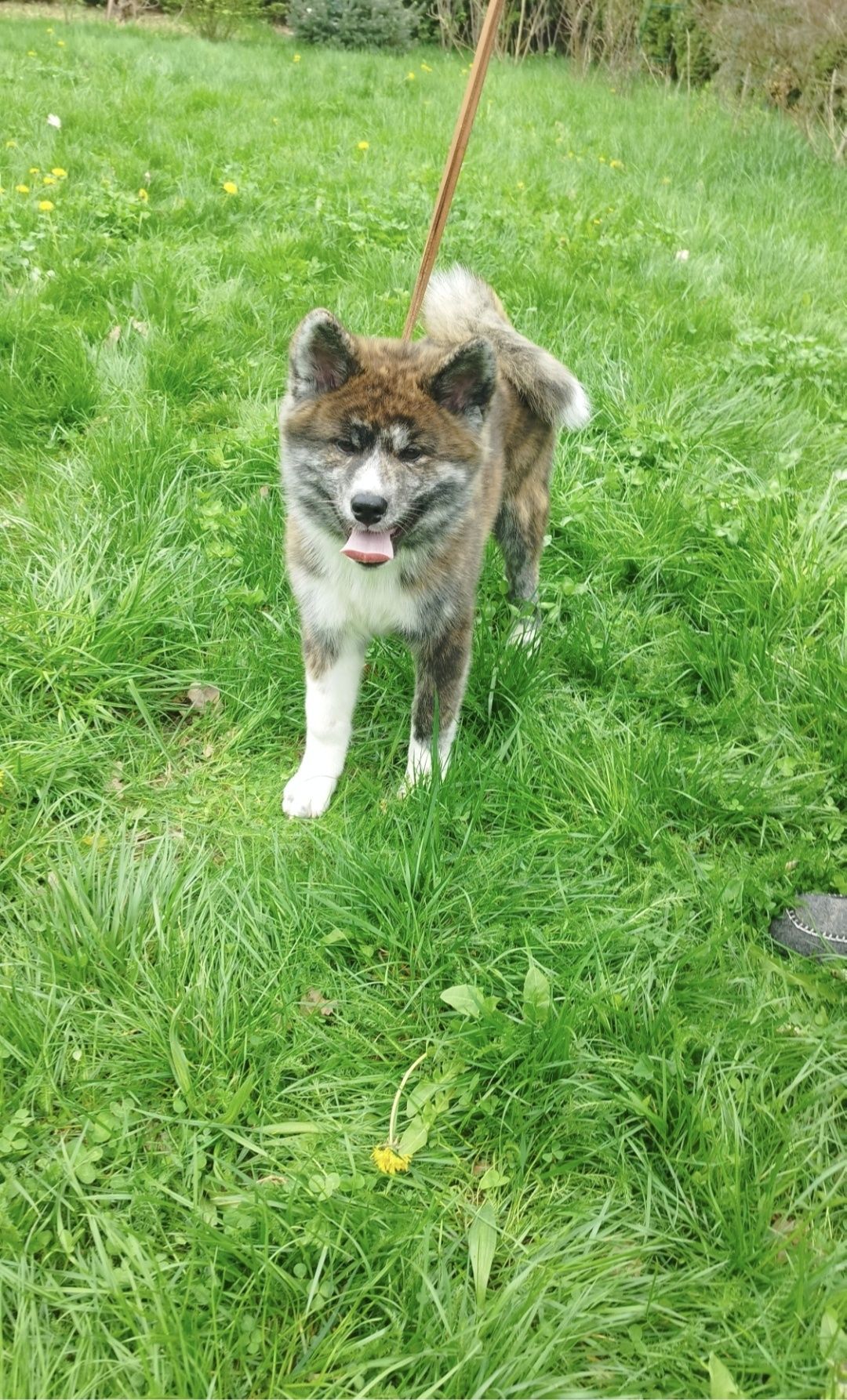 Akita Inu pręgowana sunia  Zkwp