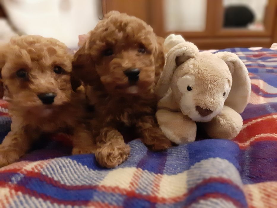 Пудель хлопчики і дівчинки