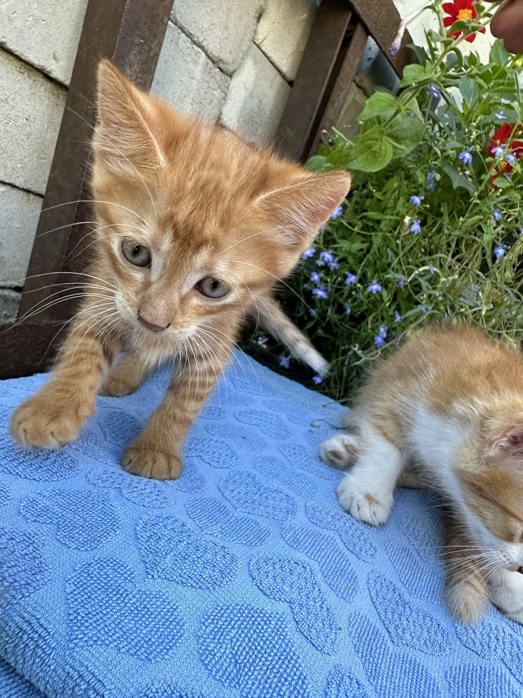 Котята бесплатно