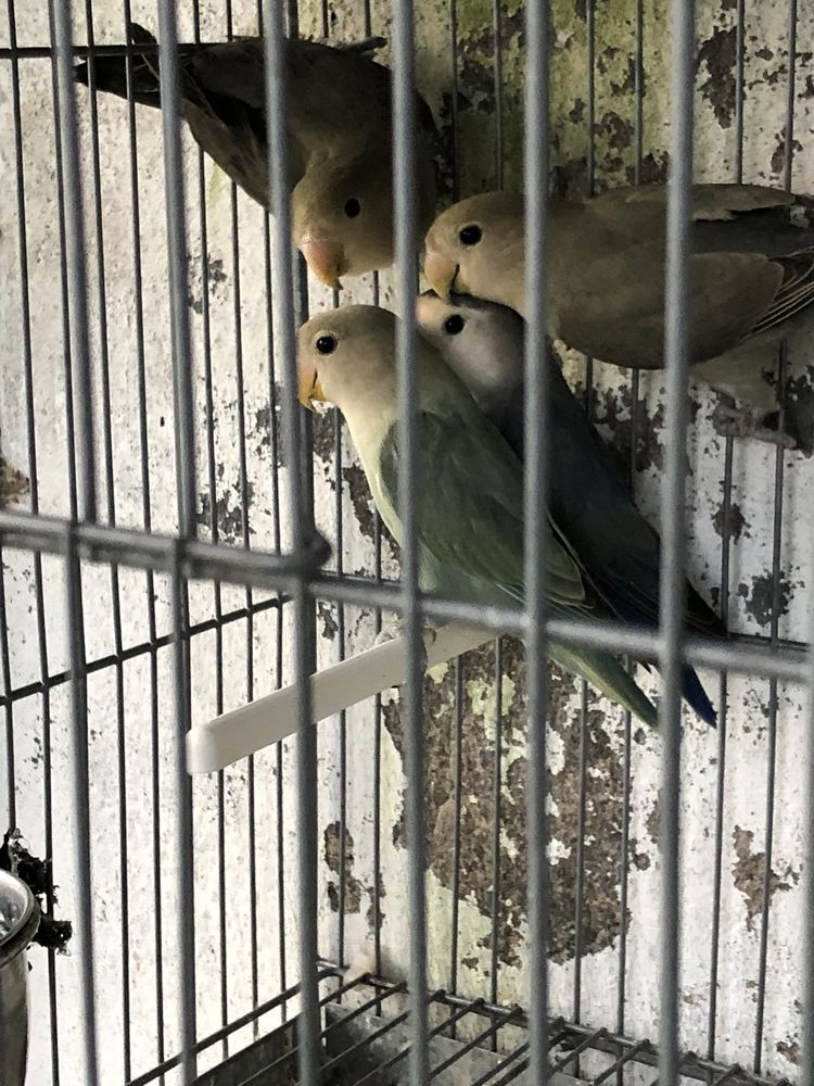 Agapornis novos com anilha