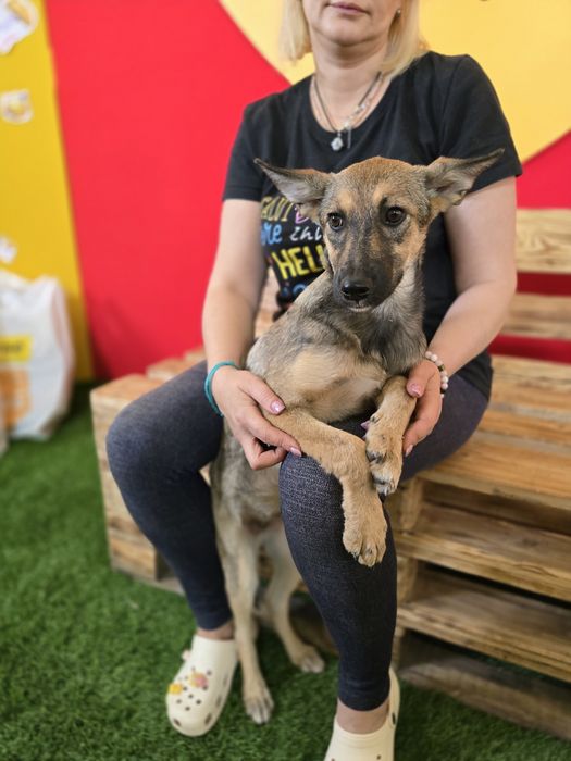 Собачка в добрі ручки!