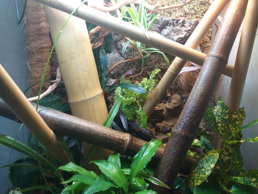 Tło do terrarium planedarium dla felsum gekonow żab żabek