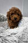 Maltipoo chłopiec