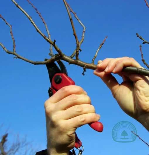 обрізка плодових дерев та кущів