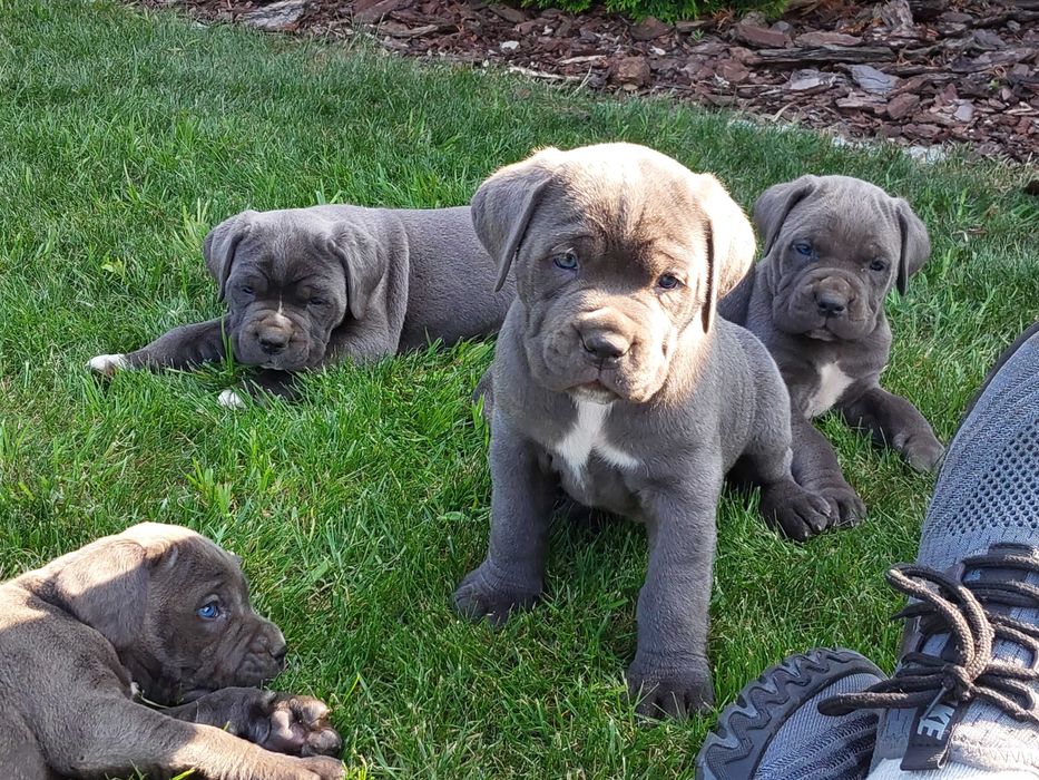 Szczeniaki Cane Corso