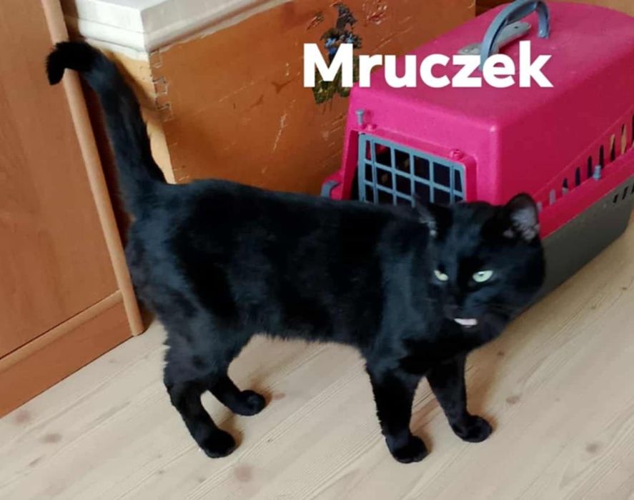 1.5 roczny zdrowy,wykastrowany kocurek do adoocji.