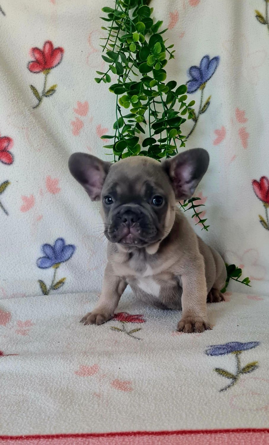 Estupenda menina Bulldog/Bouledogue Francês. Qualidade
