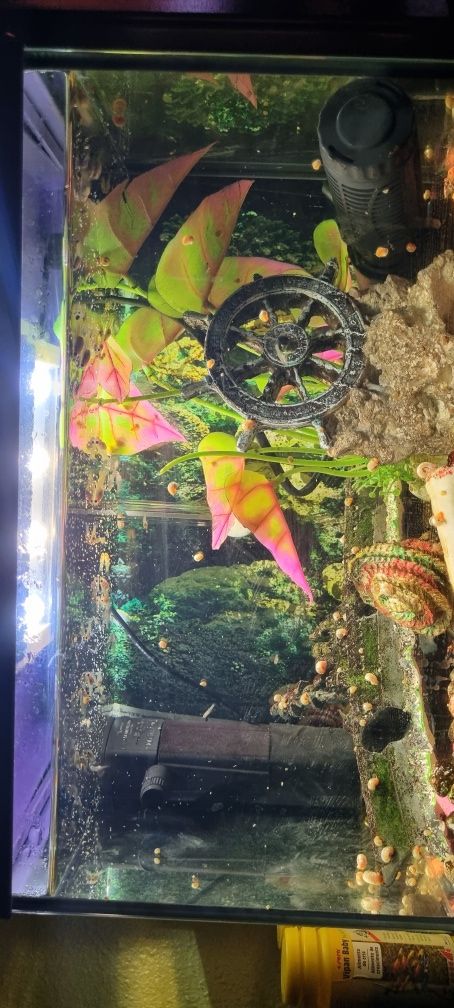 Guppys peixes de aquario