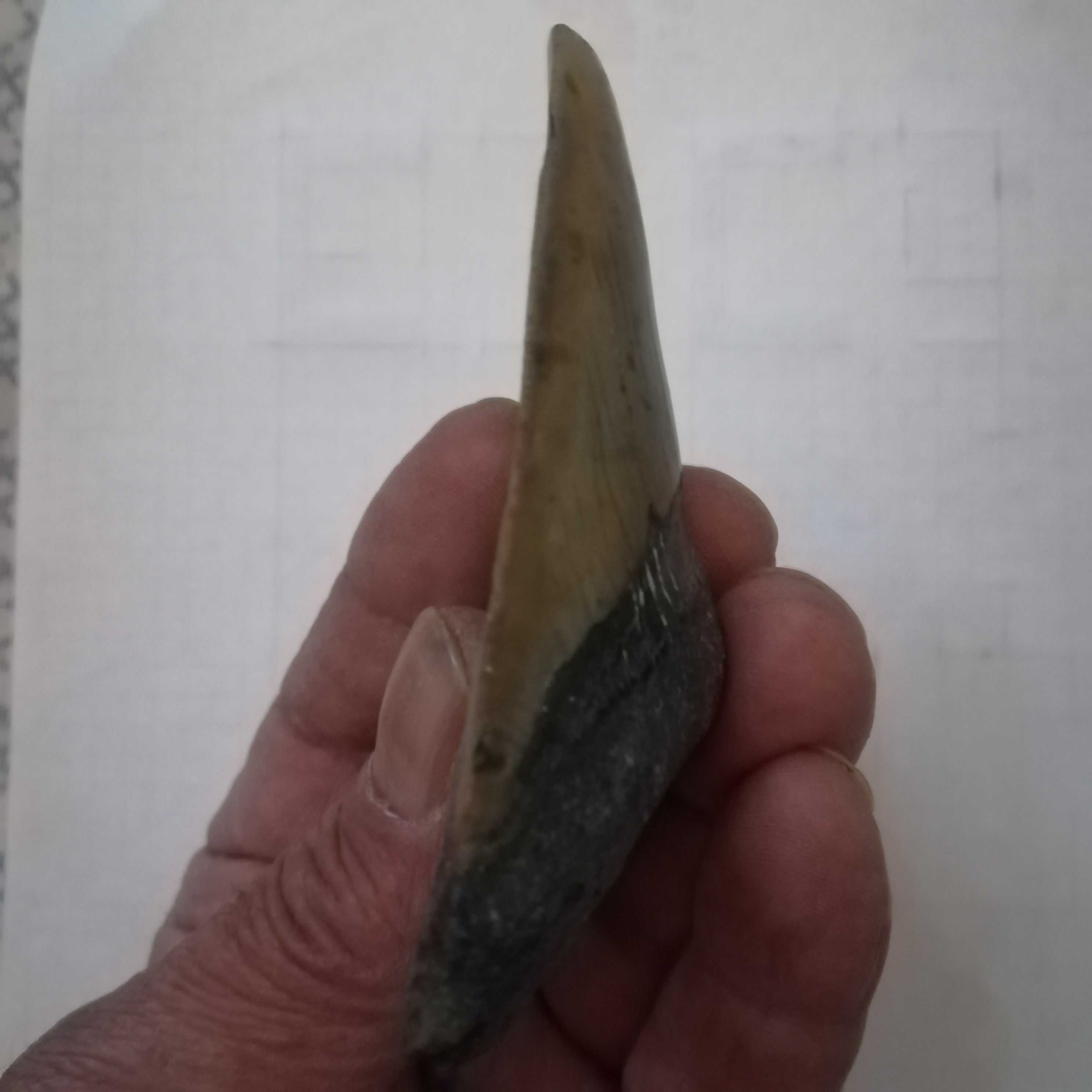 Fóssil dente megalodon