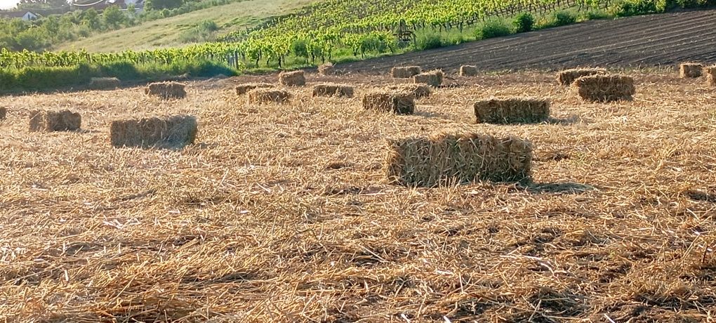Fardos de palha de 2025 (aveia e centeio)