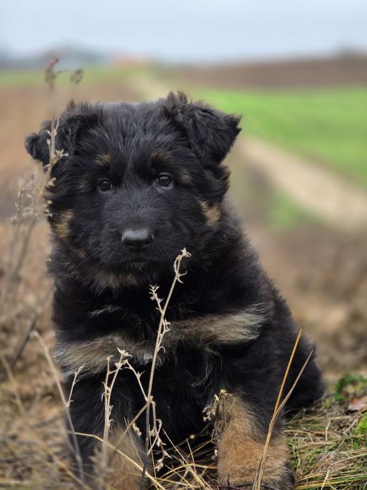 Suczka FREZJA  !!! Owczarek Niemieck Długowłosy !!!
