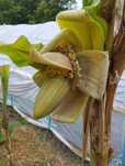 Bananowiec Musa Basioo