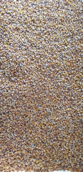 Kukurydza sucha ziarno własny zbiór 2022 r. luzem