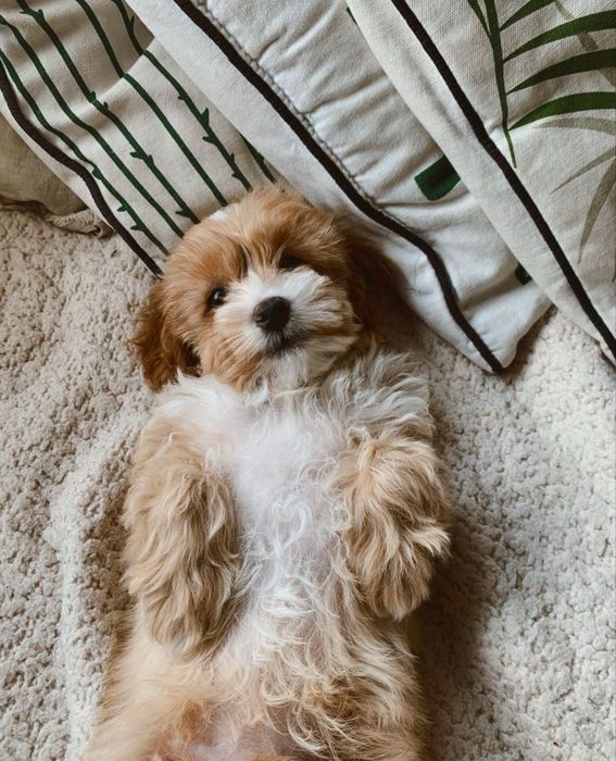 Преміальні цуценята мальтипу міні F1 та F2