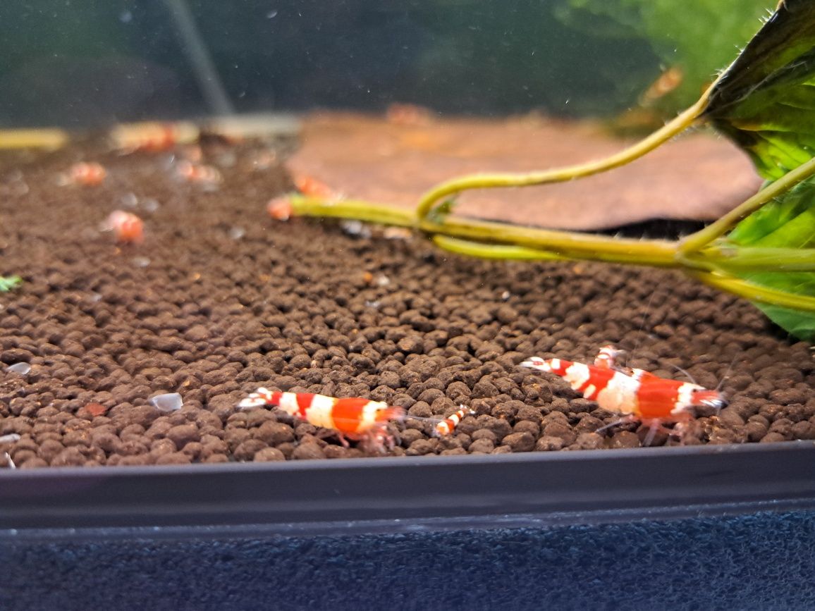 Krewetki caridina PRL