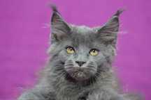 Kotka maine coon niebieska solid