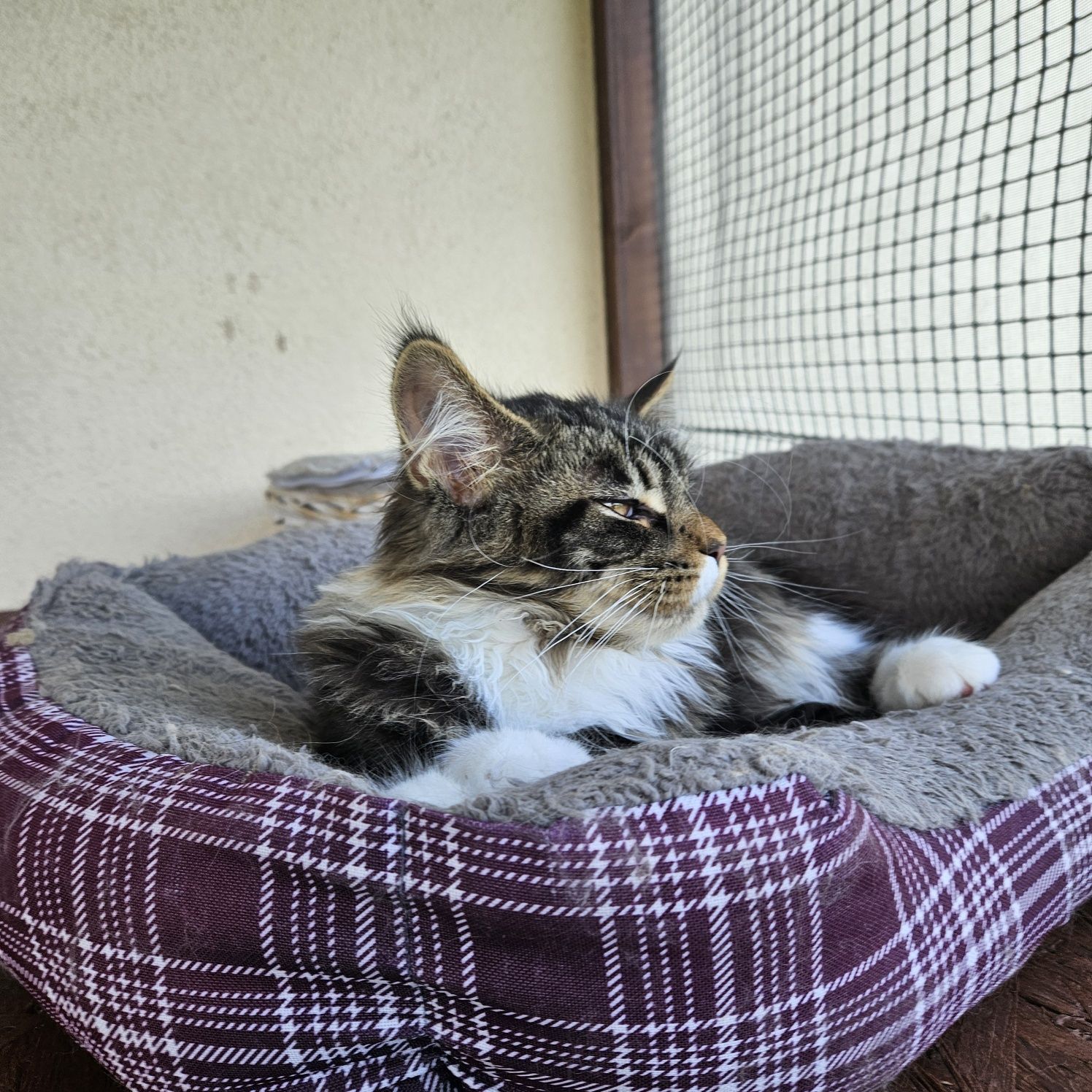 Kotka Maine Coon