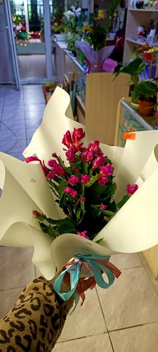 Шлюмбергера,білий яскраво-рожевтй  кучерявий