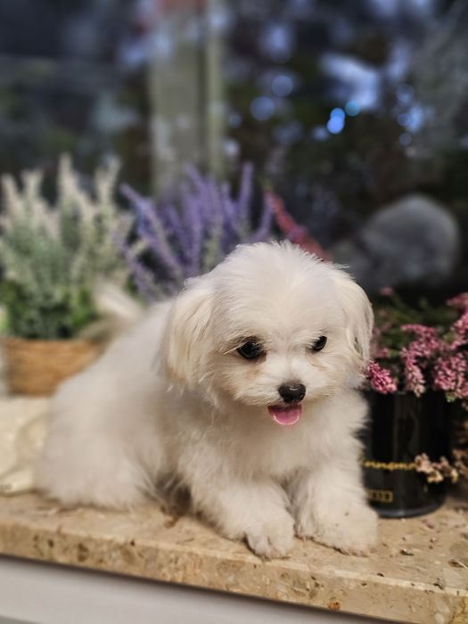 Maltańczyk ZKwP/ FCI