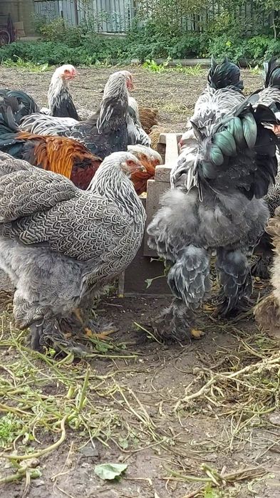 Брама:Кури,півні,курчата та і/я