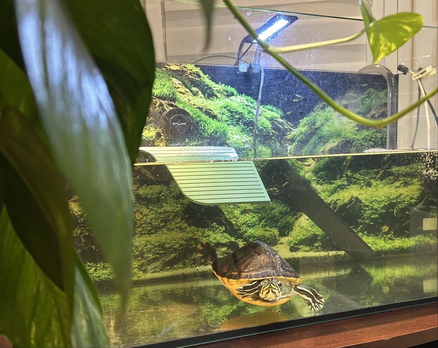 Oddam żółwia z akwarium + akcesoria