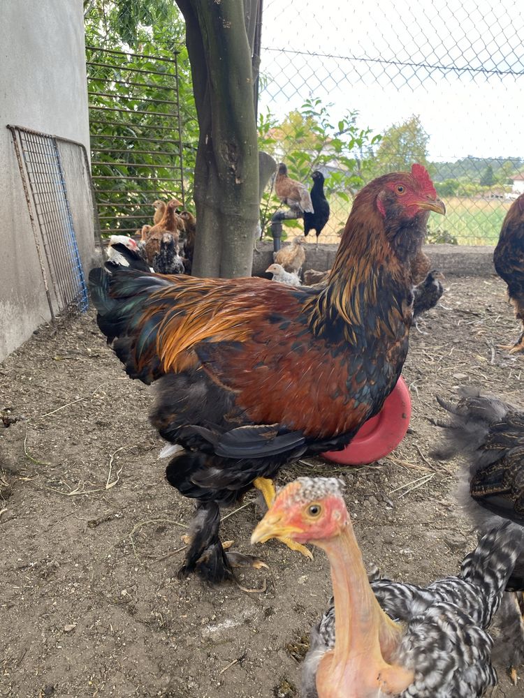 Galos raca brahama perdiz