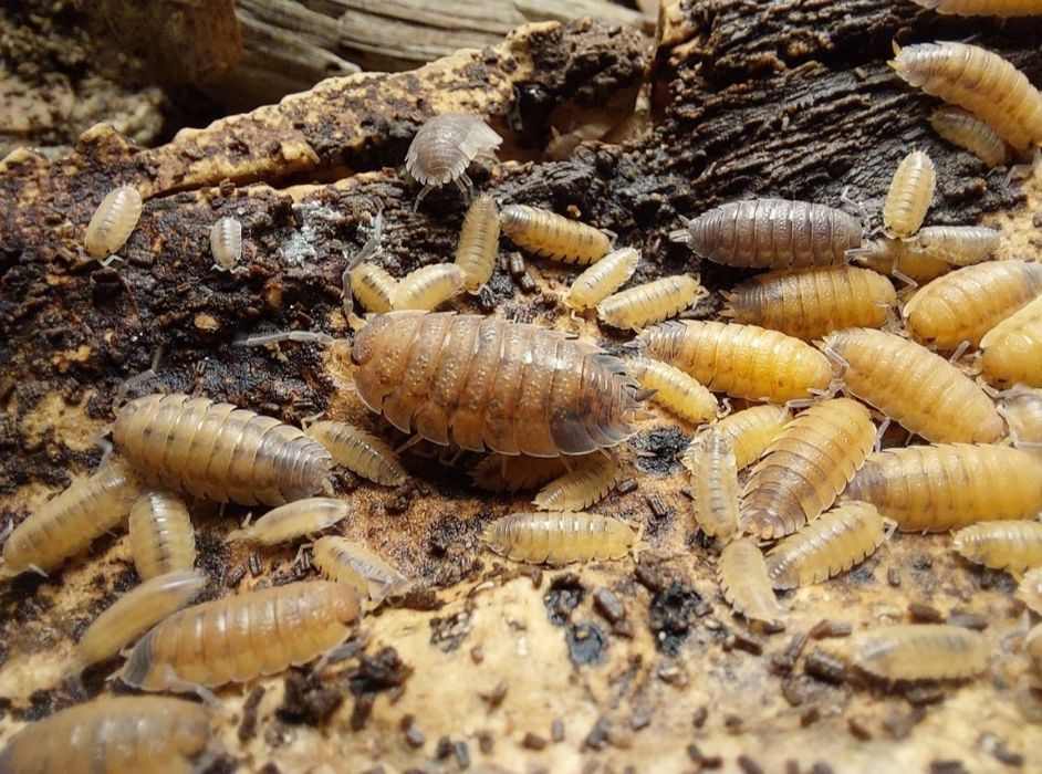 Bichos da conta/Isopods e outros insectos
