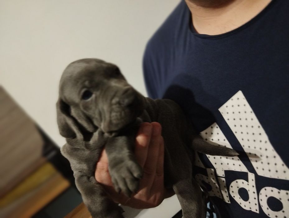 Wyżeł weimarsk piesek blue do rezerwacji