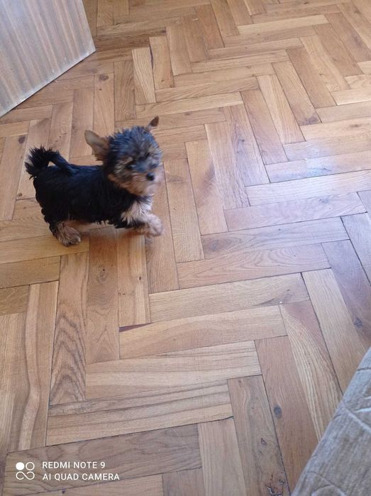Mały  ,czarny Dodo ,  szczeniaczek Yorkshire   gotowy do zmiany domku
