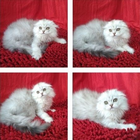 Девочка Серебристая шиншилла хайленд фолд шотландская