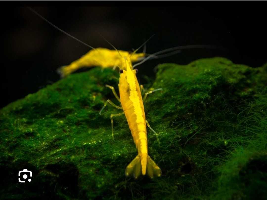 Camarão neocaridina