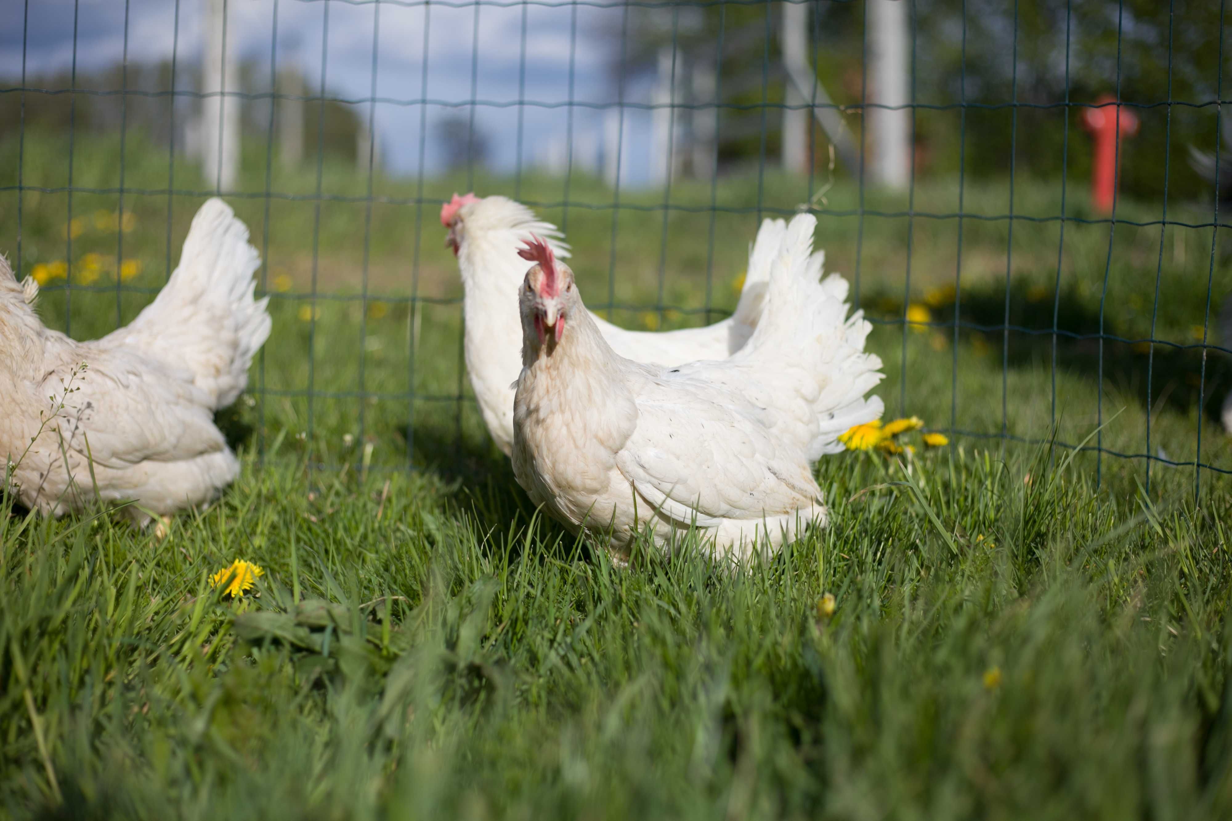 Kury kokoszki nioski rasy Tetra biała jak leghorn odchowana