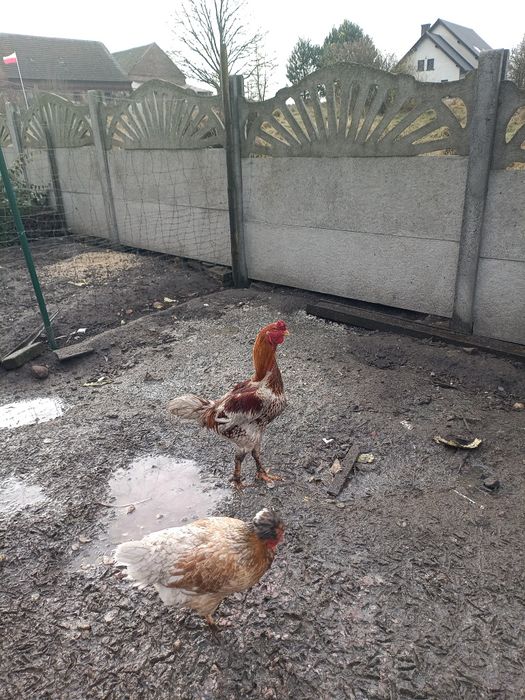 Sprzedam bojowiec indiano gigante