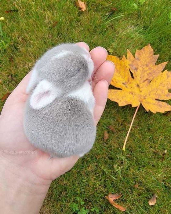 Coelhos anões mini lindíssimos +Gaiolas nova+alimentação adequada