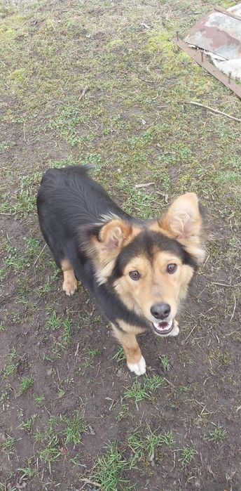 Oddam psa 2 i puł roku pilne