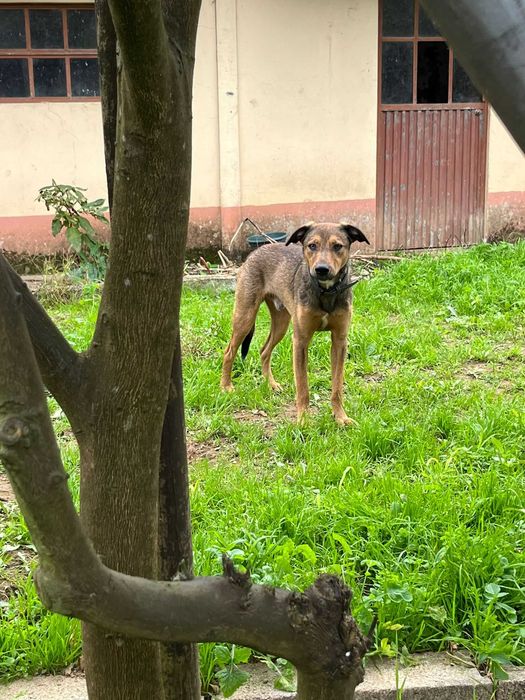 Cão jovem para adoção responsável