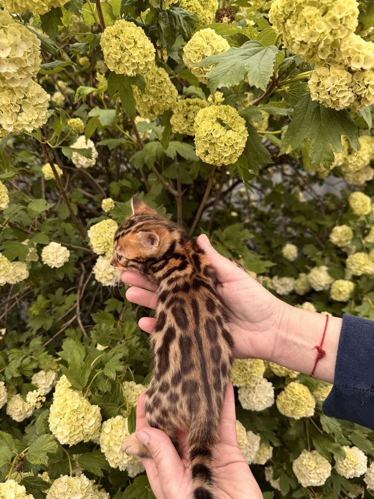 Бенгальські кошенята з документами