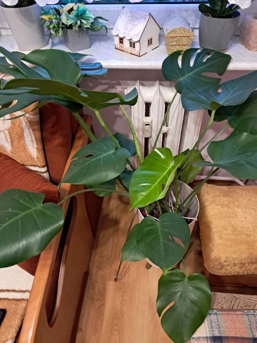 Kwiat monstera duża
