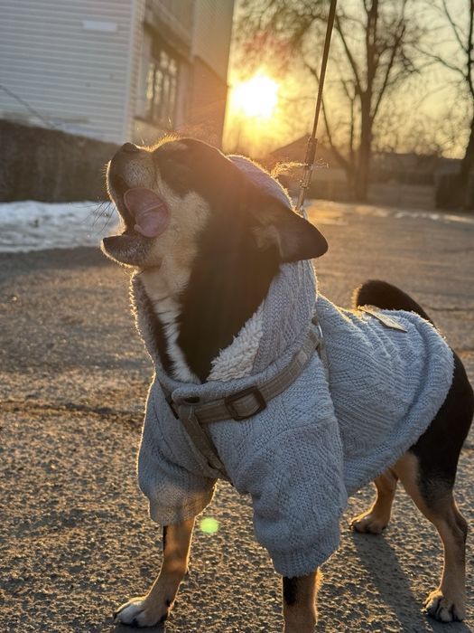 Вязка чихуахуа )