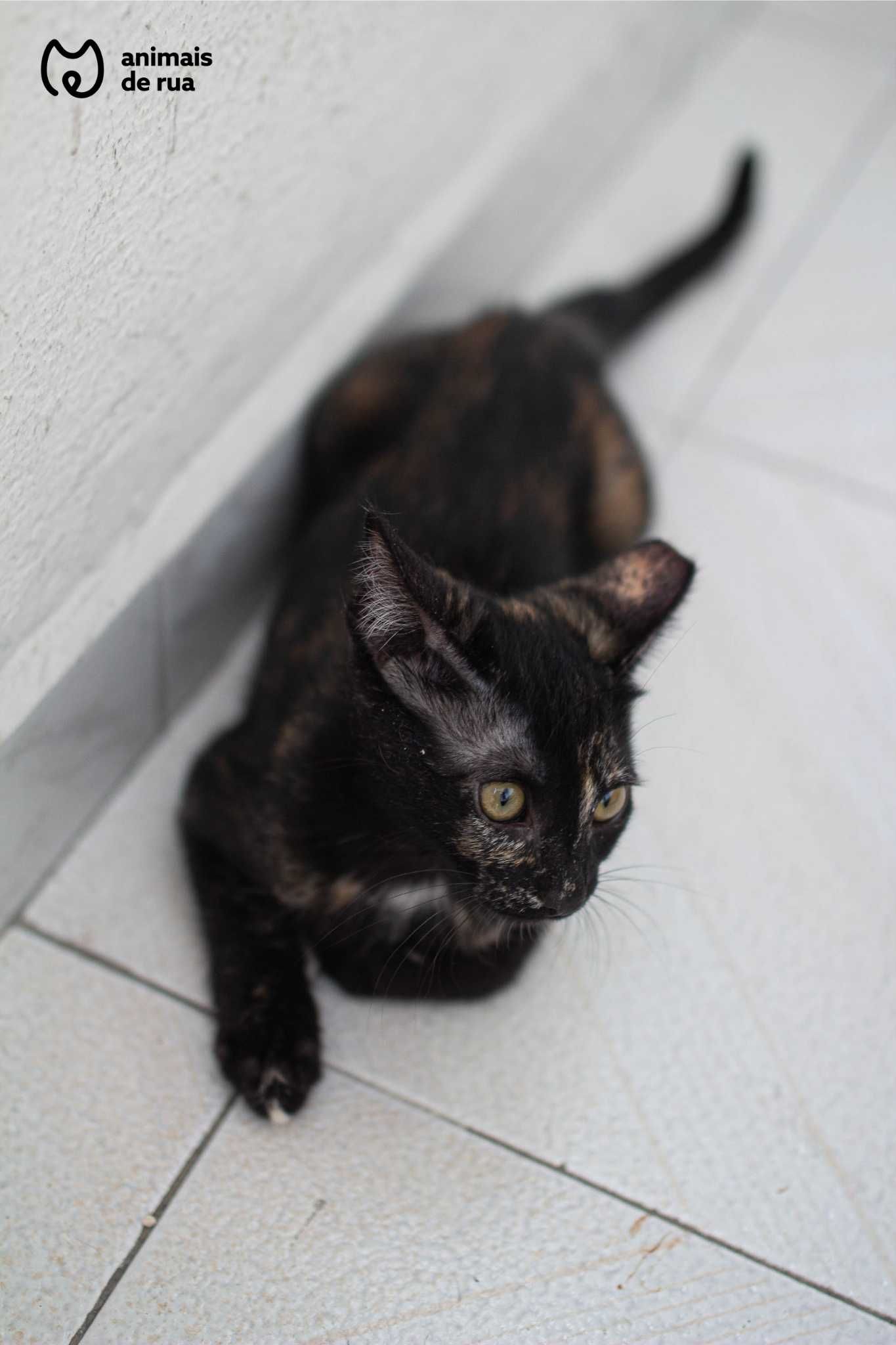 Amora | Para Adoção