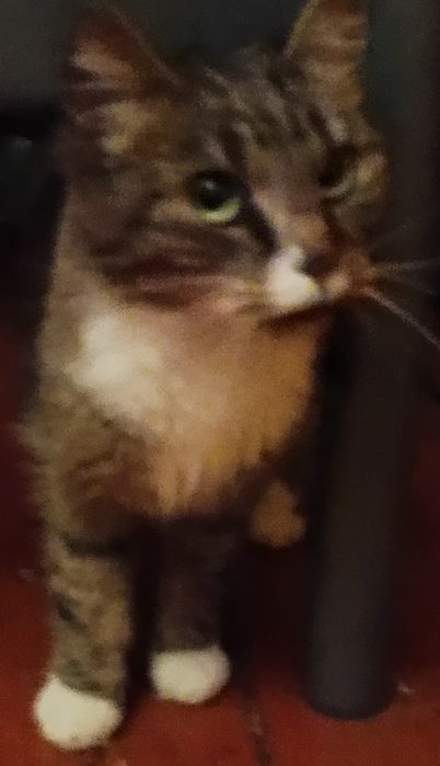 Oddam kotkę  w dobre ręce