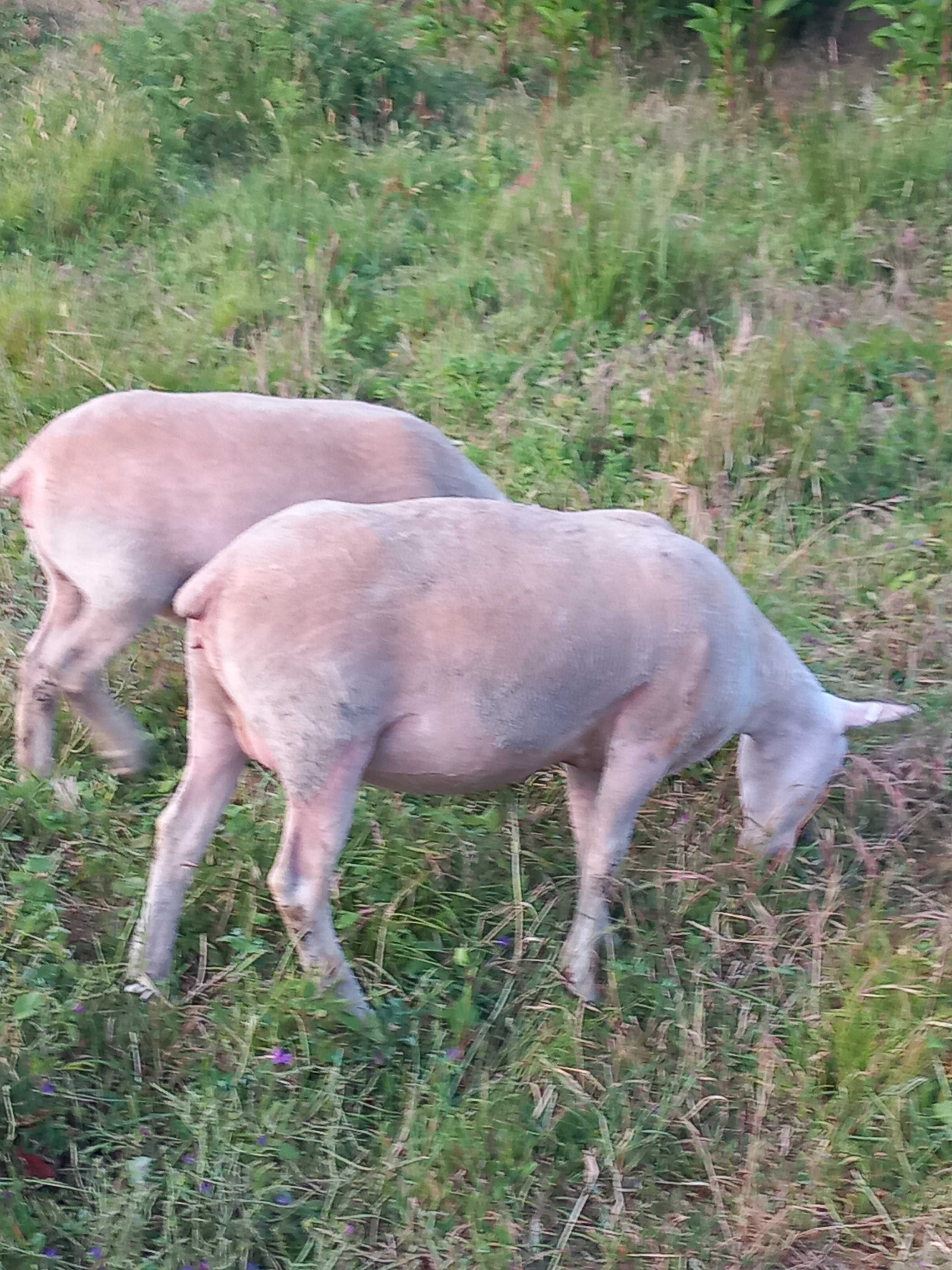 Ovinos das Raças,  Berouchon du Cher, e Dorper Branco