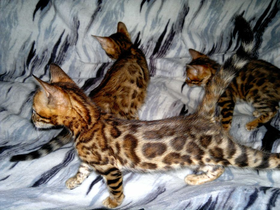 Якісні породні бенгальчики з документами клубу