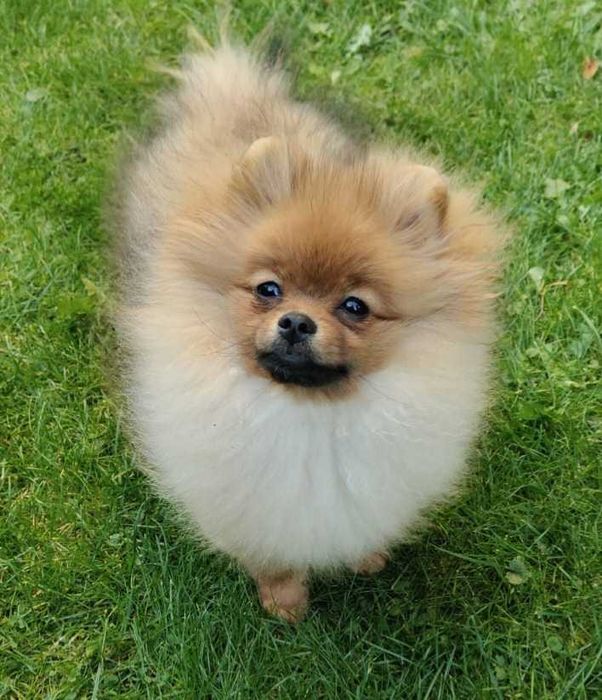 Szpic miniaturowy/pomeranian REZERWACJA