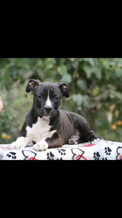 Дівчата АСТ! Від Інтерчемпіона!