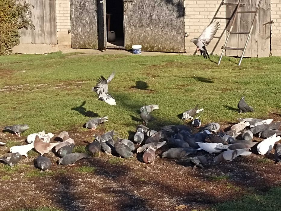 Gołębie nikołajewskie i orliki